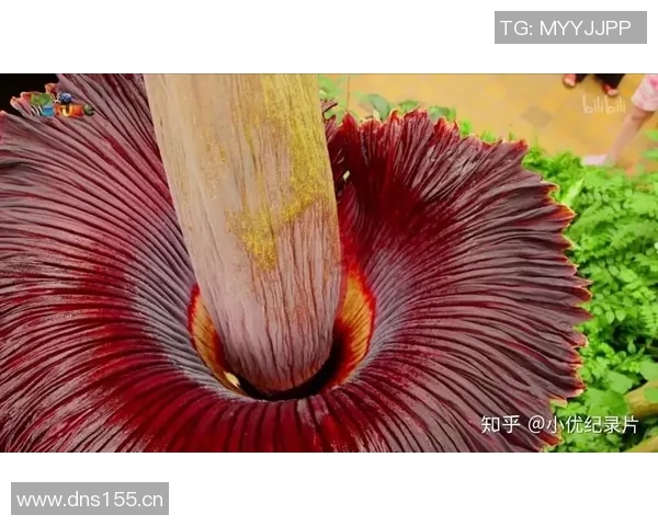 你不知道的总决赛内幕揭秘 十大冷门知识让你大开眼界